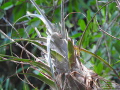 Tillandsia dasyliriifolia