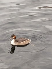 Podiceps cristatus