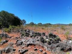 Agave kerchovei