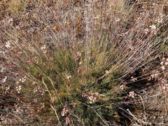 Seseli montanum