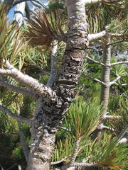 Cronartium ribicola