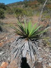 Agave karwinskii