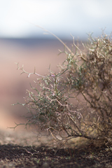 Launaea arborescens