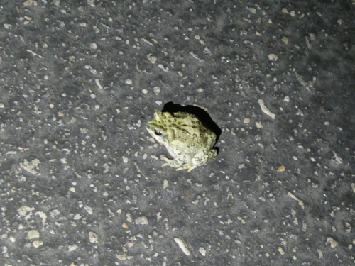 iNaturalist observation photo of Red-spotted Toad