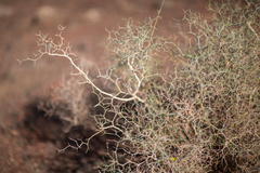 Launaea arborescens