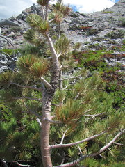 Cronartium ribicola