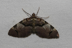 Anticlea derivata