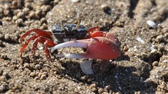 Leptuca uruguayensis