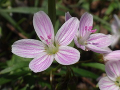 Claytonia