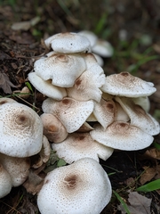 Leucoagaricus meleagris