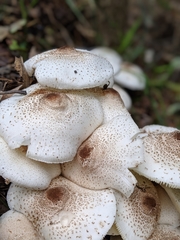 Leucoagaricus meleagris