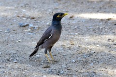 Acridotheres tristis
