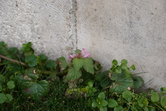 Lamium purpureum