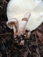Leucoagaricus meleagris
