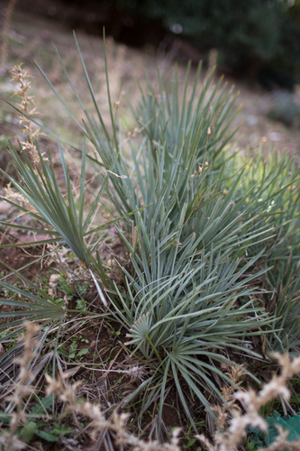 Chamaerops humilis var. argentea image