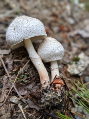 Leucoagaricus meleagris