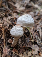 Leucoagaricus meleagris