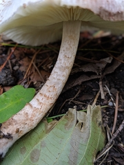 Leucoagaricus meleagris