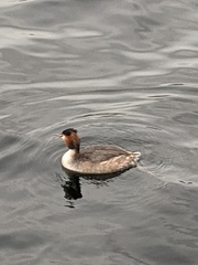 Podiceps cristatus