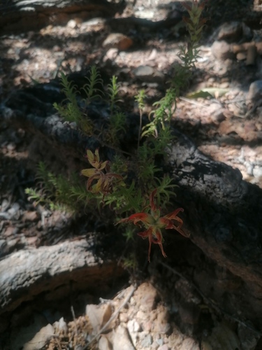 Castilleja auriculata (Castilleja auriculata)