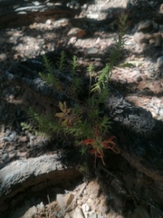 Castilleja auriculata