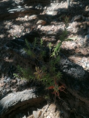Castilleja auriculata
