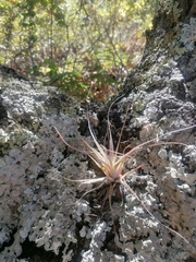 Tillandsia schiedeana