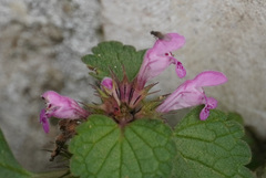 Lamium purpureum