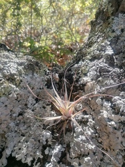 Tillandsia schiedeana