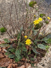 Hieracium glaucinum similatum