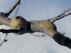 Euhexomyza schineri