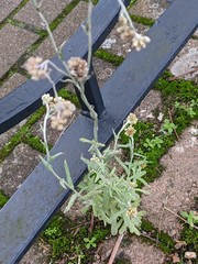 Helichrysum luteoalbum