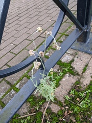 Helichrysum luteoalbum
