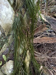 Vittaria lineata image