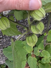 Physalis peruviana