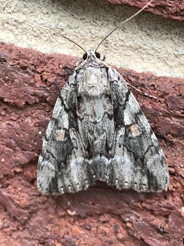 Mourning Underwing photo 6