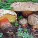 Bitter Beech Bolete - Photo (c) Federico Calledda, some rights reserved (CC BY-NC), uploaded by Federico Calledda