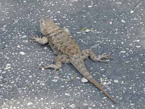 iNaturalist observation photo of Desert Spiny Lizard