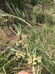 Gomphocarpus tomentosus