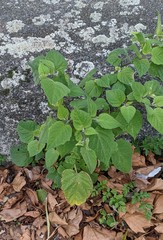 Physalis peruviana