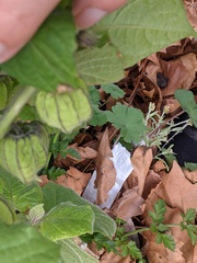 Physalis peruviana