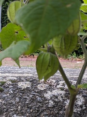 Physalis peruviana