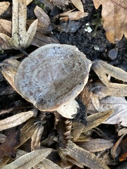Lactarius circellatus