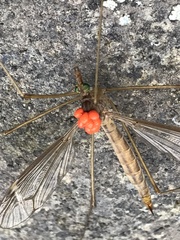 Tipula submaculata