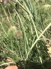 Gomphocarpus tomentosus