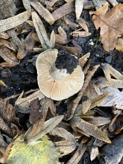 Lactarius circellatus