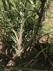 Gomphocarpus tomentosus