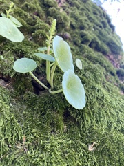 Umbilicus rupestris