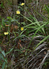 Hibbertia longifolia