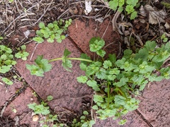 Lamium amplexicaule